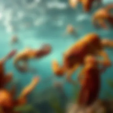 Underwater Lobster Habitat Underwater scene featuring lobsters in their natural habitat